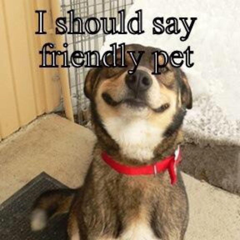 Pet friendly home